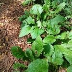 Plantago major Хабит