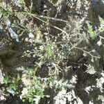 Eucrypta chrysanthemifolia Bark