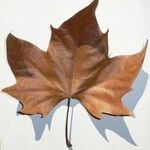 Platanus x hispanica その他の提案