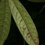 Aniba guianensis Frunză