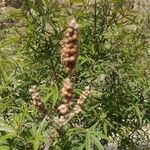 Vitex agnus-castusФрукт