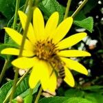 HelianthusFlower