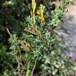 Cytisus spinosus Leht