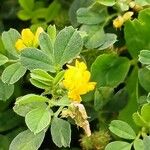 Medicago minima Flower