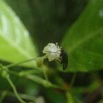 Psychotria alatipes Çiçek