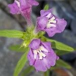 Galeopsis ladanum Fiore