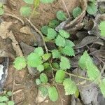 Sida cordata Frunză