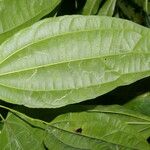 Cleidion castaneifolium Leaf