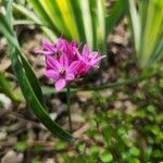 Allium oreophilum Цветок