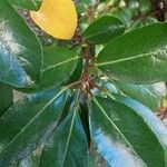 Viburnum odoratissimum Blad