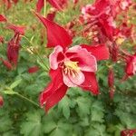 Aquilegia canadensisKukka