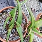 Aloe fleurentiniorum