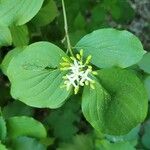 Cornus sanguineaFlor