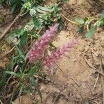 Cenchrus pedicellatus Flower