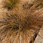 Carex testacea Leaf