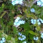 Myosotis arvensis Fleur