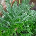 Euryops pectinatus Folio