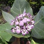 Calotropis procera Blüte