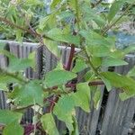 Chenopodium polyspermum Blad