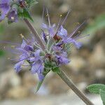Salvia leucophylla 花