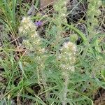 Phacelia heterophylla Λουλούδι