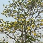 Gardenia carinata Blad