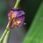 Ischnosiphon puberulus Flor