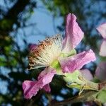 Rubus ulmifolius Flower