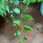 Flacourtia jangomas Лист
