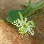 Passiflora capsularis Λουλούδι