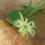 Passiflora capsularis Цвят