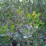 Rhus glauca Hoja