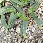 Glottiphyllum depressum List