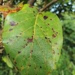 Nauclea latifoliaFeuille