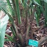 Elaeis guineensis Bark