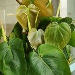 Philodendron hederaceum পাতা