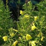 Oenothera glazioviana花