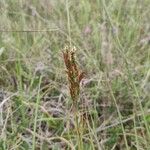 Carex arenaria Levél