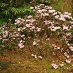 Rhododendron oreodoxa Habit