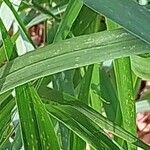 Panicum virgatum Blatt