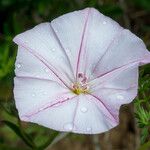 Convolvulus cantabricaBlomma