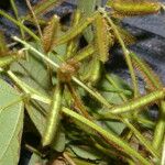 Calopogonium mucunoides Fruit