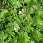 Myosotis arvensis Blad