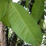 Garcinia mangostana Blad