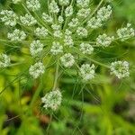 Daucus carota Cvet