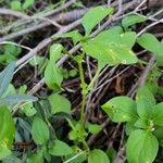 Theligonum cynocrambe Yaprak