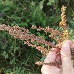 Artemisia vulgarisFrucht