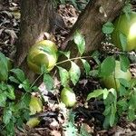 Aegle marmelos Frucht