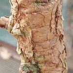 Vachellia sieberiana Ŝelo