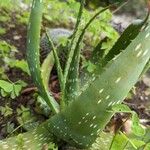 Aloe microstigma Leaf